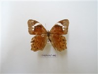 藏品(曲紋黛眼蝶)的圖片